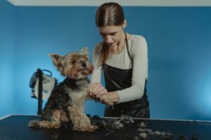 comprehensive advice for grooming dogs