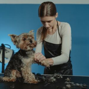 comprehensive advice for grooming dogs